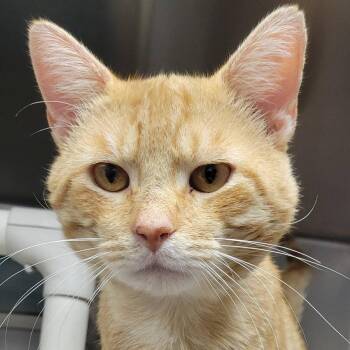 Meowji -  Domestic Short Hair Cat for Adoption in Milan, Illinois - Meowji | PetCurious