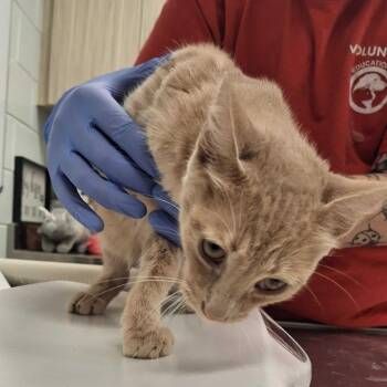 Shiitake -  Domestic Short Hair Cat for Adoption in Chattanooga, Tennessee - Shiitake | PetCurious