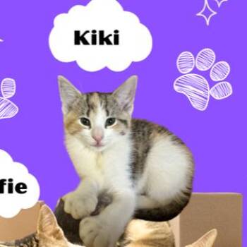Domestic Short Hair Cats Available for Adoption in Philadelphia, Pennsylvania - Kiki | PetCurious