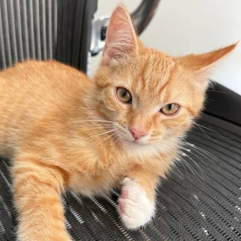 Tree Kittens: Banyon -  Domestic Short Hair Cat Available for Adoption in Falls Church, Virginia - Tree Kittens: Banyon | PetCurious