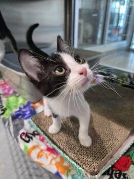Janssen -  Domestic Short Hair Cat for Adoption in Wellington, Kansas - Janssen | PetCurious