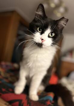 Rescue Domestic Medium Hair Cats for Adoption in Pendleton, Oregon - Jewel | PetCurious