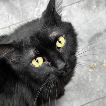 Domestic Long Hair Cats Available for Adoption - Kitty | PetCurious