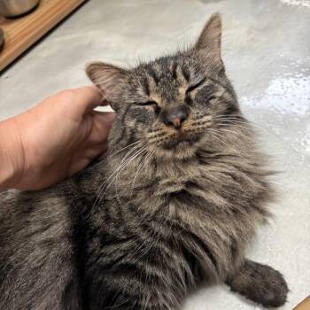 Venus -  Domestic Long Hair Cat for Adoption in Kennett Square, Pennsylvania - Venus | PetCurious