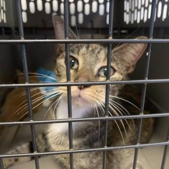 Praline -  Domestic Short Hair Cat for Adoption in West Palm Beach, Florida - Praline | PetCurious