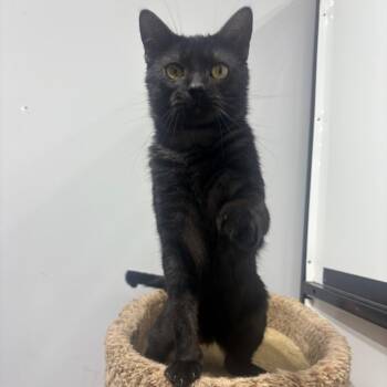Maverick -  Domestic Short Hair Cat Available for Adoption in Puslinch, Ontario - Maverick | PetCurious