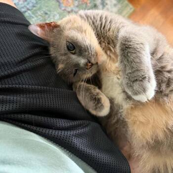 Queen Helena -  Domestic Short Hair Cat for Adoption in Huntington, West Virginia - Queen Helena | PetCurious