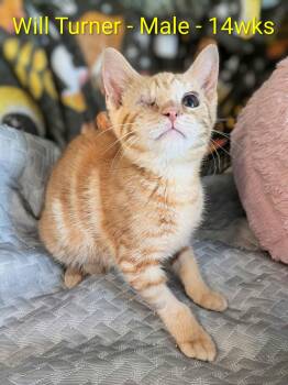 Will Turner -  Domestic Short Hair Cat for Adoption in Seven Valleys, Pennsylvania - Will Turner | PetCurious