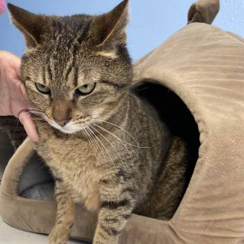 Domestic Short Hair Cats Available for Adoption in Choteau, Montana - Brownie | PetCurious