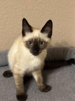 Pawverotti -  Siamese and Domestic Short Hair Cat for Adoption in Dallas, Texas - Pawverotti | PetCurious