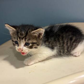 Tofu -  Domestic Short Hair Cat for Adoption in Chattanooga, Tennessee - Tofu | PetCurious