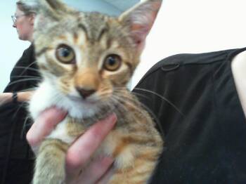 BASIL -  Domestic Short Hair Cat for Adoption in Charlotte, North Carolina - BASIL | PetCurious