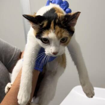 Hazelnut -  Domestic Short Hair Cat for Adoption in Concord, North Carolina - Hazelnut | PetCurious