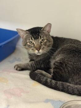 Rescue Domestic Short Hair Cats for Adoption in Springfield, Missouri - Kepner | PetCurious