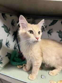 Buffy -  Domestic Long Hair and Domestic Short Hair Cat for Adoption in Beatrice, Nebraska - Buffy | PetCurious