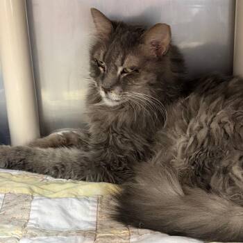 Nellie -  Domestic Long Hair Cat for Adoption in Kanab, Utah - Nellie | PetCurious