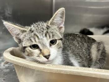 Melissandra -  Domestic Short Hair Cat for Adoption in Simcoe, Ontario - Melissandra | PetCurious