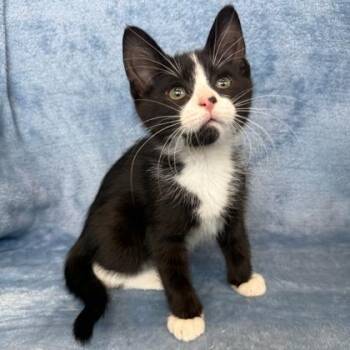 Kody -  Domestic Short Hair Cat Available for Adoption in Janesville, Wisconsin - Kody | PetCurious