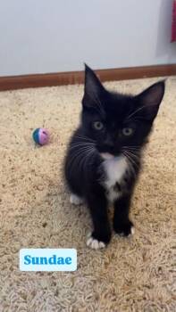 Sundae -  Domestic Short Hair Cat for Adoption in Crown Point, Indiana - Sundae | PetCurious