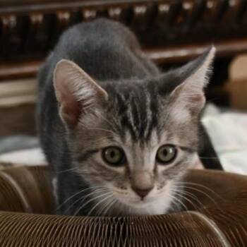 Domestic Short Hair Cats Available for Adoption in Los Angeles, California - Cashew | PetCurious