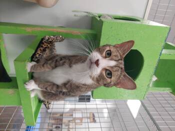 Rescue Domestic Short Hair Cats for Adoption in Williamsport, Pennsylvania - Hobier | PetCurious