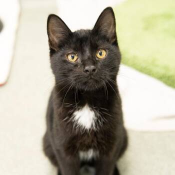 Domestic Short Hair Cats Available for Adoption - Vader | PetCurious