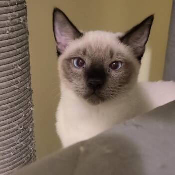 Chazz - Winterville, GA -  Domestic Short Hair and Siamese Cat for Adoption in Greensboro, Georgia - Chazz - Winterville, GA | PetCurious