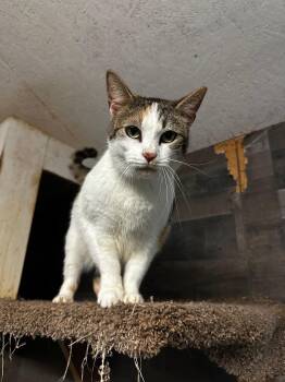 Rescue Domestic Short Hair Cats for Adoption in Middleburg, Florida - Violet | PetCurious