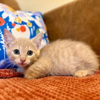Janis Joplin -  Tabby and Domestic Short Hair Cat for Adoption in Friendswood, Texas - Janis Joplin | PetCurious