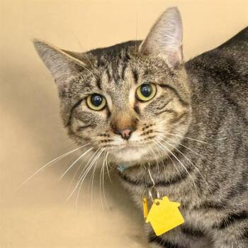 TOM TOM -  Domestic Short Hair Cat for Adoption in St. Louis, Missouri - TOM TOM | PetCurious