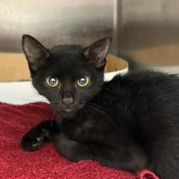 Merlin -  Domestic Short Hair Cat for Adoption in Jupiter, Florida - Merlin | PetCurious
