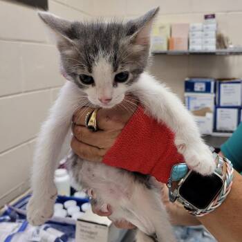 Domestic Short Hair Cats Available for Adoption in Lake Panasoffkee, Florida - 66186 | PetCurious
