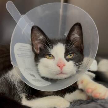 Scream Cheese -  Domestic Medium Hair Cat for Adoption in Wayne, New Jersey - Scream Cheese | PetCurious