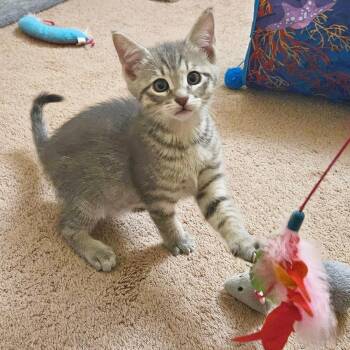 Domestic Short Hair Cats Available for Adoption in Lewisville, Texas - Mochi | PetCurious