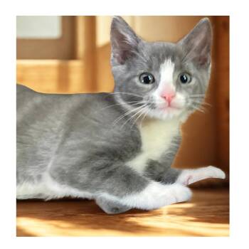 Pablo -  Domestic Short Hair Cat for Adoption in Charlotte, North Carolina - Pablo | PetCurious
