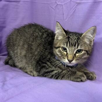 Finch (blue collar) -  Domestic Medium Hair Cat for Adoption in Coos Bay, Oregon - Finch (blue Collar) | PetCurious
