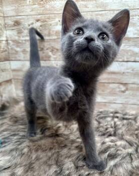 Rumi -  Domestic Short Hair Cat for Adoption in Lexington, Kentucky - Rumi | PetCurious