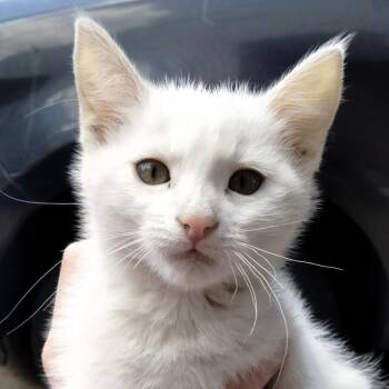 String Bean -  Domestic Short Hair Cat for Adoption in Ogden, Utah - String Bean | PetCurious