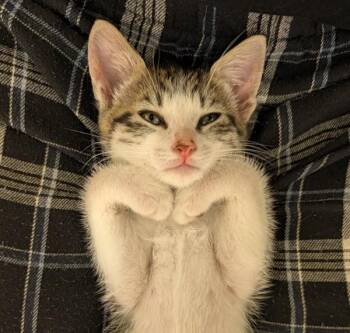 Lane -  Domestic Short Hair Cat for Adoption in Walnut Creek, California - Lane | PetCurious