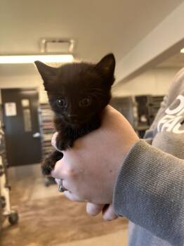 Rescue Domestic Short Hair Cats for Adoption in Minot, North Dakota - Squeak | PetCurious