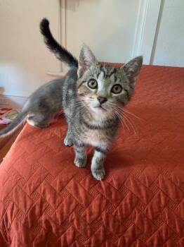 Gherkin -  Domestic Short Hair Cat for Adoption in Roanoke, Virginia - Gherkin | PetCurious