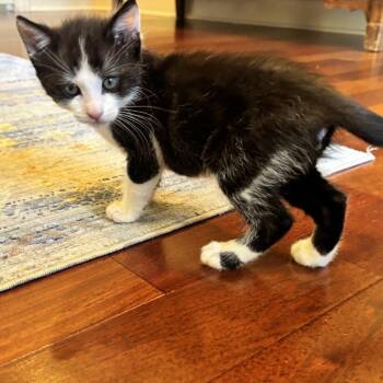 Louie -  Domestic Short Hair Cat for Adoption in Pleasanton, California - Louie | PetCurious