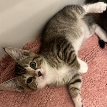 Mackerel -  Domestic Medium Hair Cat for Adoption in Keizer, Oregon - Mackerel | PetCurious