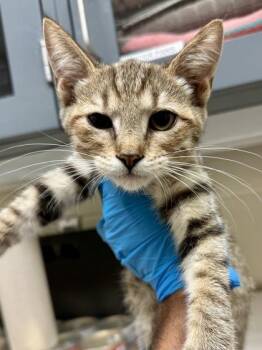 Rooster -  Domestic Short Hair Cat for Adoption in Wichita, Kansas - Rooster | PetCurious