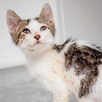 Mercury Pizza -  Domestic Short Hair Cat for Adoption in Hattiesburg, Mississippi - Mercury Pizza | PetCurious