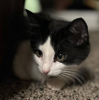 Icy Torrent -  Domestic Medium Hair Cat for Adoption in Colorado Springs, Colorado - Icy Torrent | PetCurious