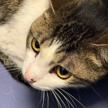 Domestic Short Hair Cats Available for Adoption in Clearwater, Florida - Jill | PetCurious