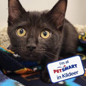 Hendrix -  Domestic Short Hair Cat for Adoption in Grayslake, Illinois - Hendrix | PetCurious