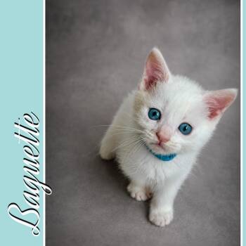 Baguette -  Domestic Short Hair Cat for Adoption in Lemoyne, Pennsylvania - Baguette | PetCurious