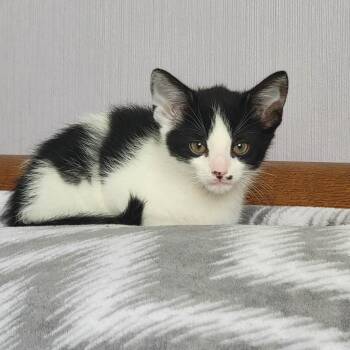 Julian -  American Shorthair Cat Available for Adoption in Hagaman, New York - Julian | PetCurious